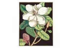 Laurel Tree
